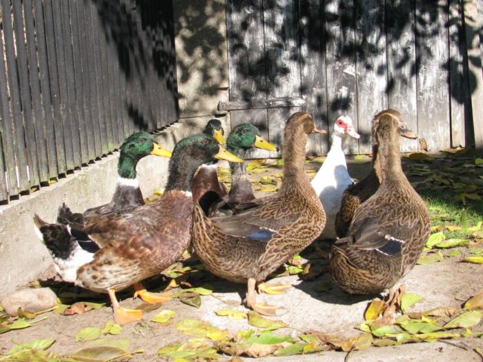 grypa, ptaki, grypa ptaków, człowiek, zakażenie