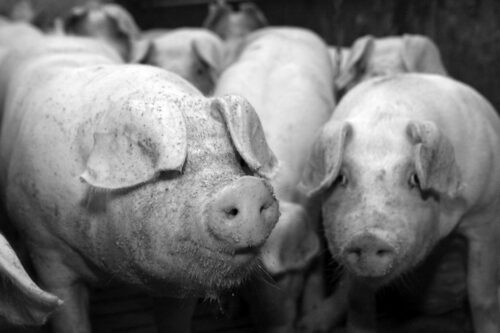 tuczniki, wentylacja, awaria, padnięcia świń, Lucim, hodowcy trzody chlewnej, producenci tuczników, tuczarnia, pomoc