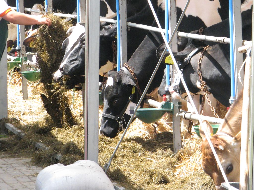 pko bp, wir, rynek mleka, skup, mleko, ceny, przetwory mleczne, eksport