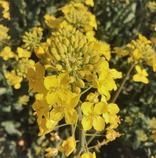 fosforowe nawozy mineralne, nawozy organiczne, Nature Communications