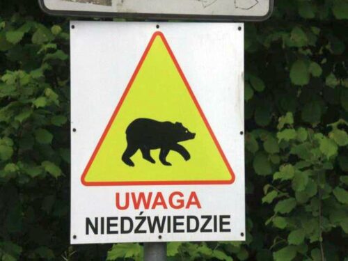 niedźwiedź, grupa policyjna, bieszczady, podkarpacie