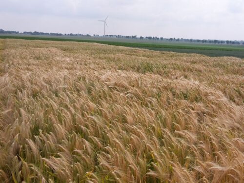 wir, wielkopolska izba rolnicza, samorząd rolniczy, susza, szacowanie szkód, rozporządzenie, komisje