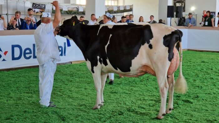 XXX Narodowa Wystawa Zwierząt Hodowlanych, bydło mleczne, czempion, superczempion, krowy, jałówki, buhaje