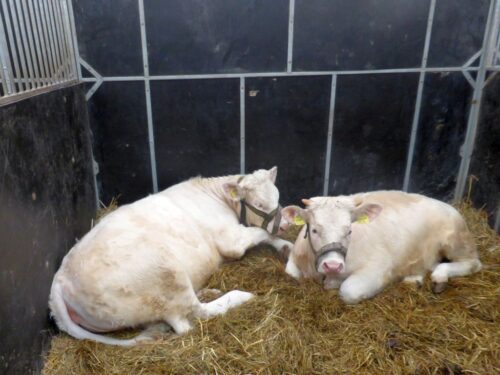 lekarze weterynarii, opieka weterynaryjna, zwierzęta hodowlane, samorząd rolniczy, resort rolnictwa, mrirw