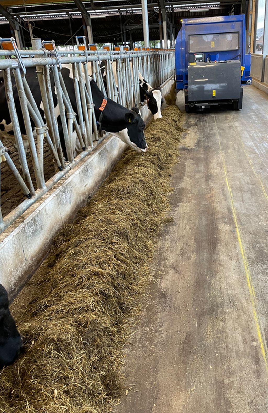 OptiWagon, DeLaval, pasza, żywienie krów mlecznych, krowy mleczne, TMR, zadawanie paszy, mieszanka, wóz paszowy