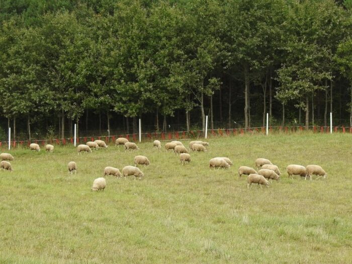 owce, wypas owiec, pielęgnacja zieleni, gdańsk, zarzuty, prokuratura okręgowa gdańsk
