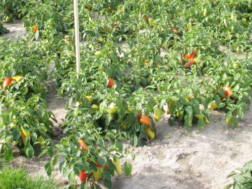 kpp przysucha, kradzież, złodziej, papryka, tunele foliowe