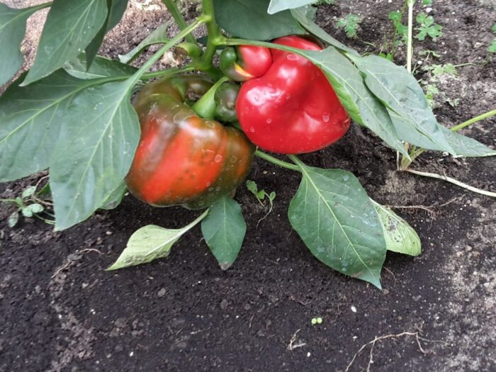 producenci rolni, papryka, uprawa papryki, ceny, protest, komitet protestacyjny