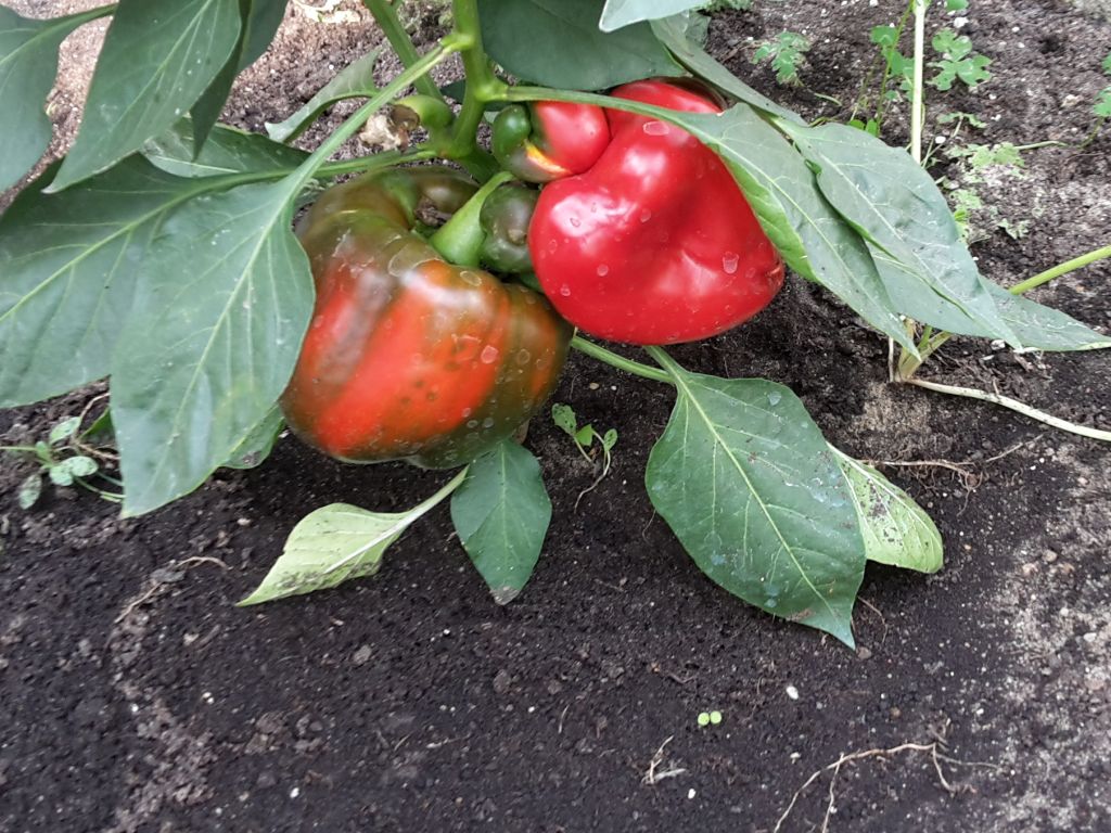 producenci rolni, papryka, uprawa papryki, ceny, protest, komitet protestacyjny