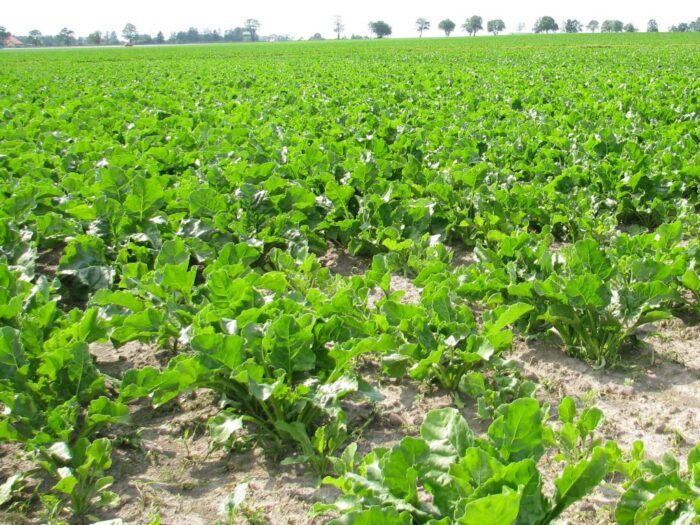 pfeifer langen polska sa, uokik, uprawa, buraki, cukier, nasiona