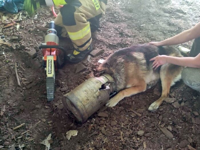 pies, kana na mleko, ratunek, akcja, osp jedwabno