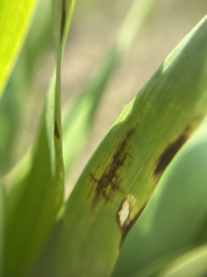 Plamistość siatkowa, jęczmień