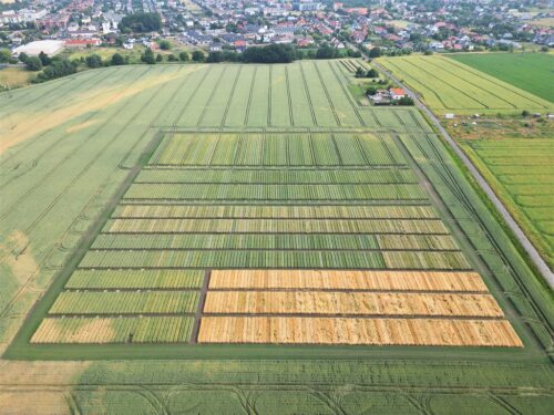 plantacje nasienne, ocena, piorin, wiorin poznań, drony, bezzałogowe statki powietrzne
