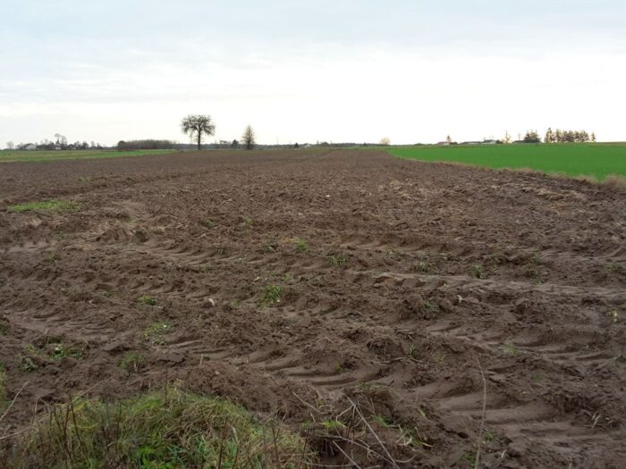 czynsz dzierżawny, dzierżawa, państwowe grunty, mrirw