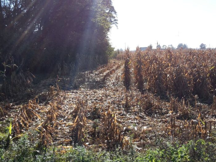 imgw, prognoza, pogoda, klimat, ocieplenie, temperatury