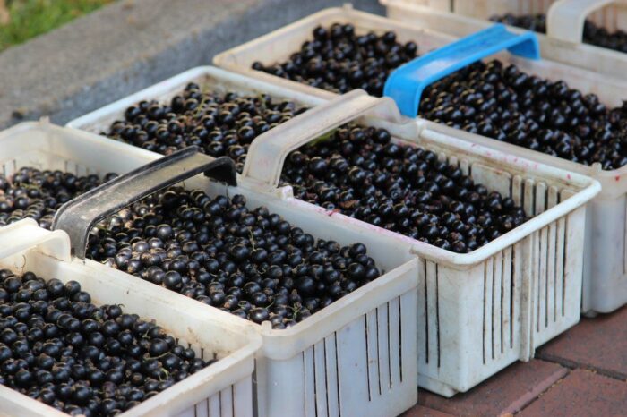 acetampiryd, ndp, środki ochrony roślin, lir