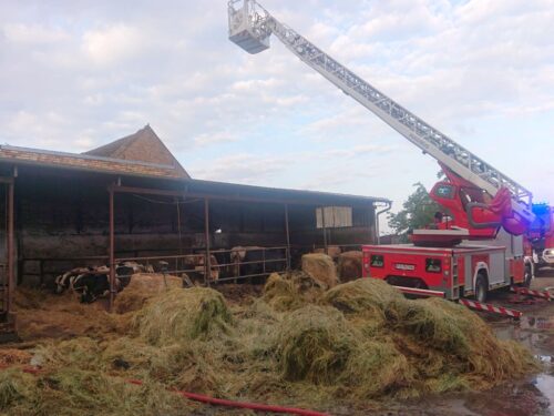 kp psp grodzisk wielkopolski, pożar, gospodarstwo, bydło, kurczaki, straty