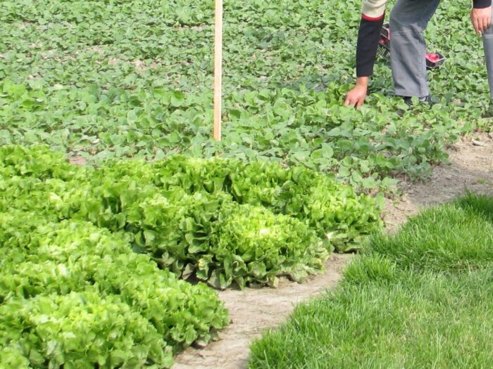 wakacje, praca sezonowa, rolnictwo, ogrodnictwo, zbiory, płace