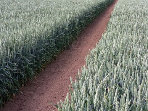 izba zbożowo-paszowa, izp, żniwa, zbiory, plony, pszenica, jęczmień, rzepak