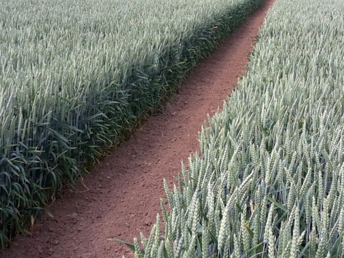 izba zbożowo-paszowa, izp, żniwa, zbiory, plony, pszenica, jęczmień, rzepak