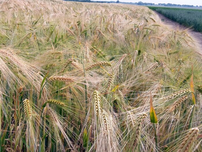 rars, rezerwy strategiczne, zboże, eksport
