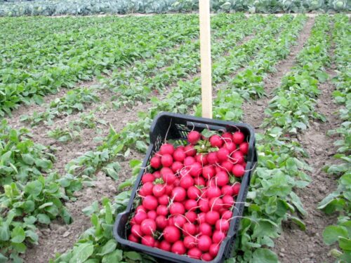 minister, telus, ustawa hiszpańska, sprzedaż, koszty produkcji