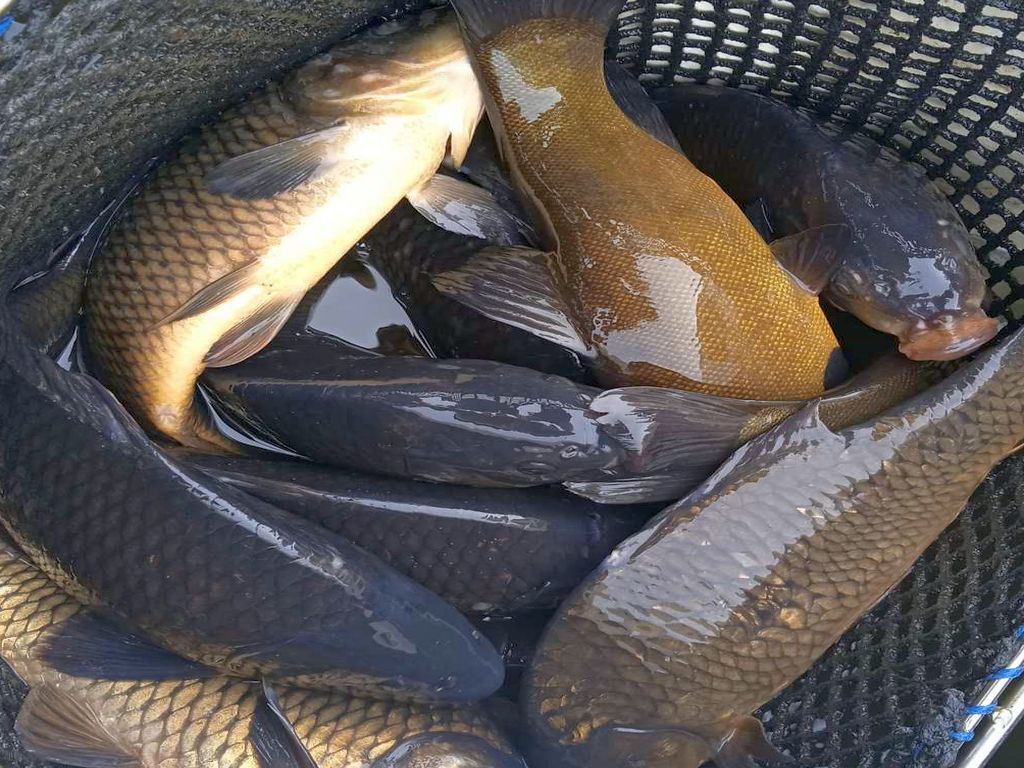 msc, onz, ryby, stada ryb, połowy