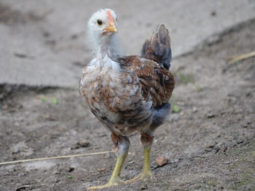 rzekomy pomór drobiu, ognisko, podlasie, inspekcja weterynaryjna, brojlery