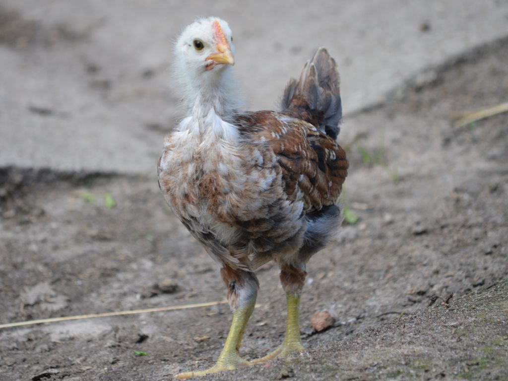 rzekomy pomór drobiu, ognisko, podlasie, inspekcja weterynaryjna, brojlery