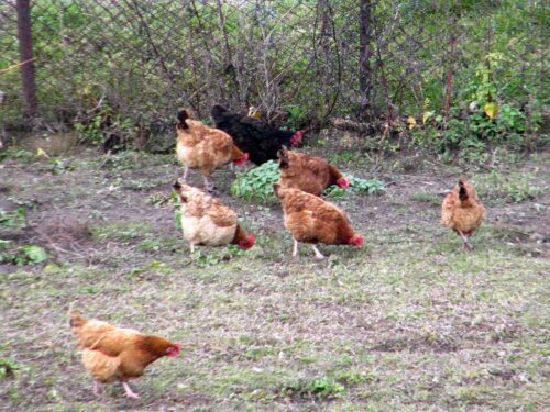 rzekomy pomór drobiu, podlasie, inspekcja weterynaryjna, ognisko, hodowla, drób