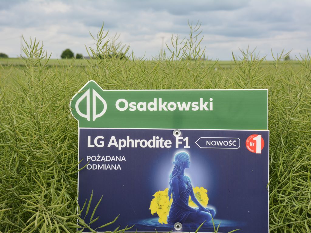 rzepak ozimy, Osadkowski