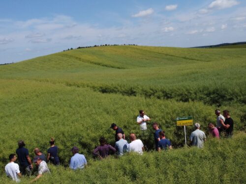 rzepak ozimy, Osadkowski