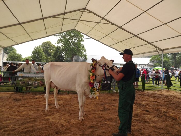 Sitno, wystawa w Sitnie, bydło mleczne, bydło mięsne, zwierzęta gospodarskie, maszyny rolnicze, limousine, angus