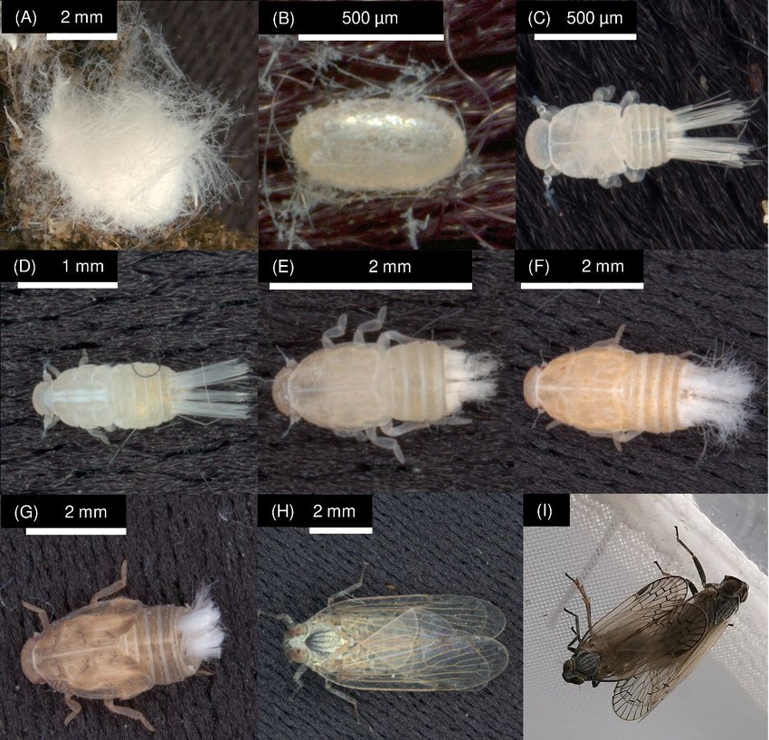 P. leporinus