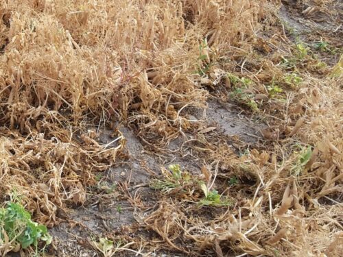 iung-pib, kbw, klimatyczny bilans wodny, susza, susza rolnicza