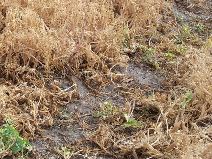 iung-pib, kbw, klimatyczny bilans wodny, susza, susza rolnicza