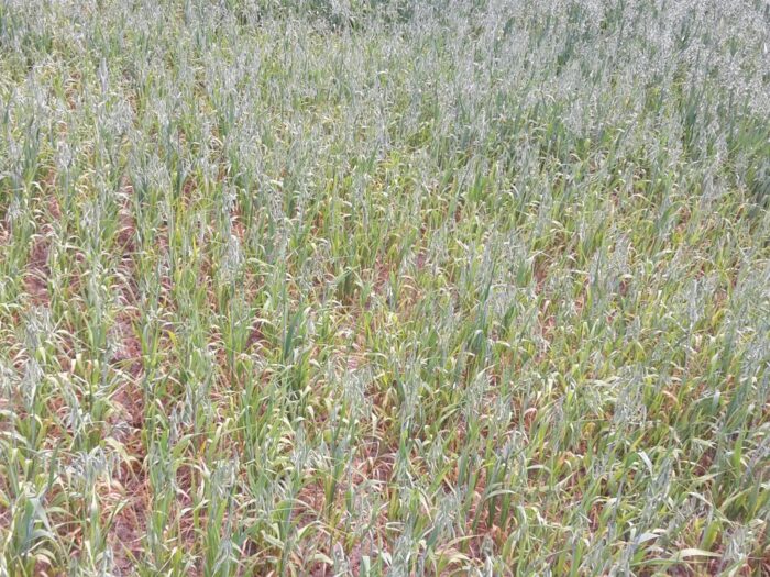 susza, iung, raport, kbw, deficyt wody