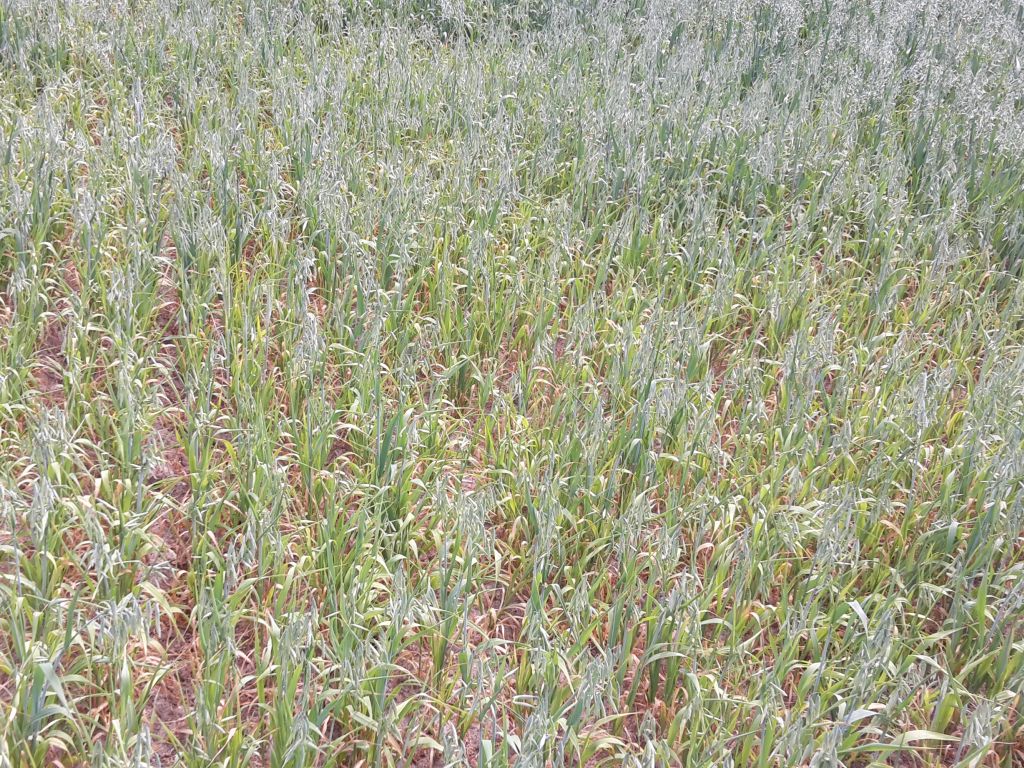 susza, iung, raport, kbw, deficyt wody