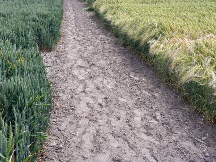 esa, europejska agencja kosmiczna, antycyklon, cerber, upały, susza