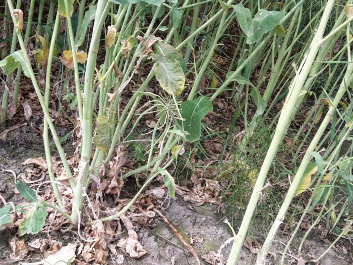 iung, susza, deficyt wody, zbiory