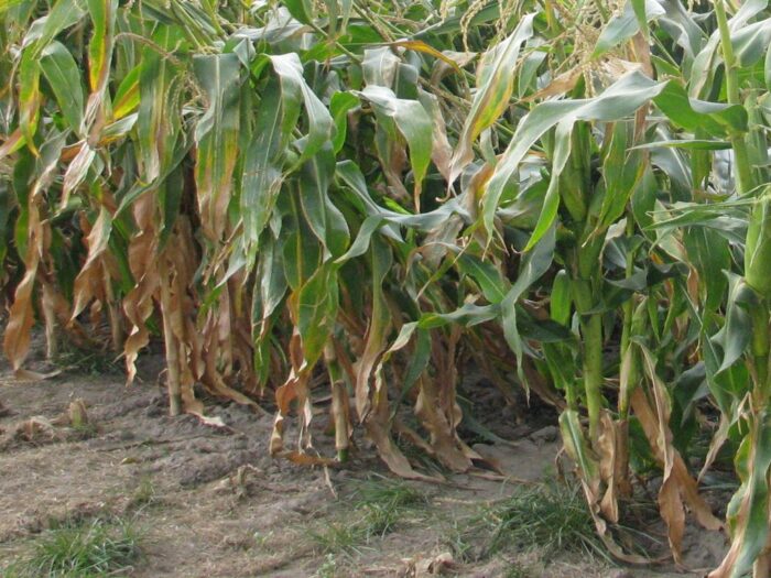 susza, uprawy, kukurydza, kbw iung-pib puławy, bilans wodny