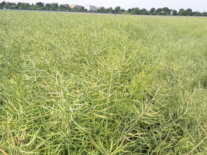 kzprz, pspo, rzepak, zbiory, żniwa