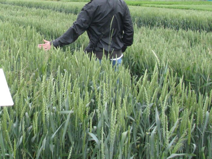 wir, wielkopolska izba rolnicza, rozporządzenie, susza, szacowanie, straty, aplikacja, komisje