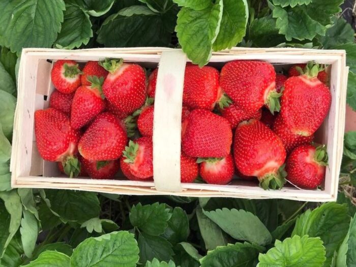 truskawki, maliny, badanie, środki ochrony roślin, pozostałości, piorin