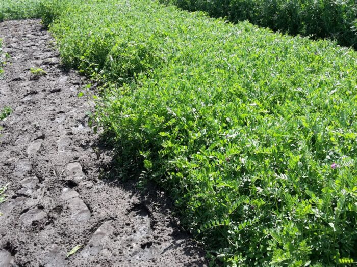 arimr, agencja, wnioski, nabór, pomoc wojenna, dopłaty, materiał siewny, nasiona