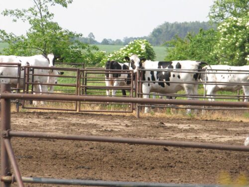 krir, samorząd rolniczy, izby rolnicze, minister, moskwa, ustawa o ochronie przyrody, wilki, odszkodowania