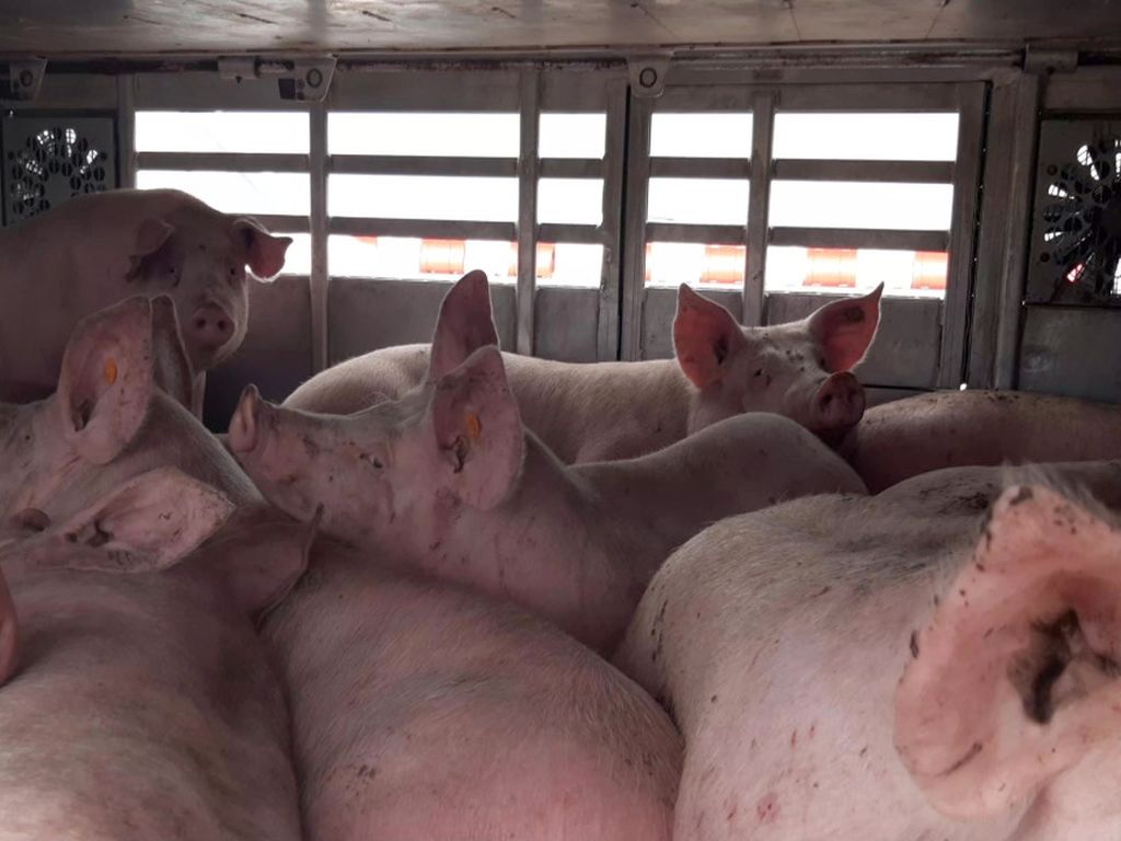 cdr, inspekcja weterynaryjna, glw, hodowla, świnie, trzoda chlewna