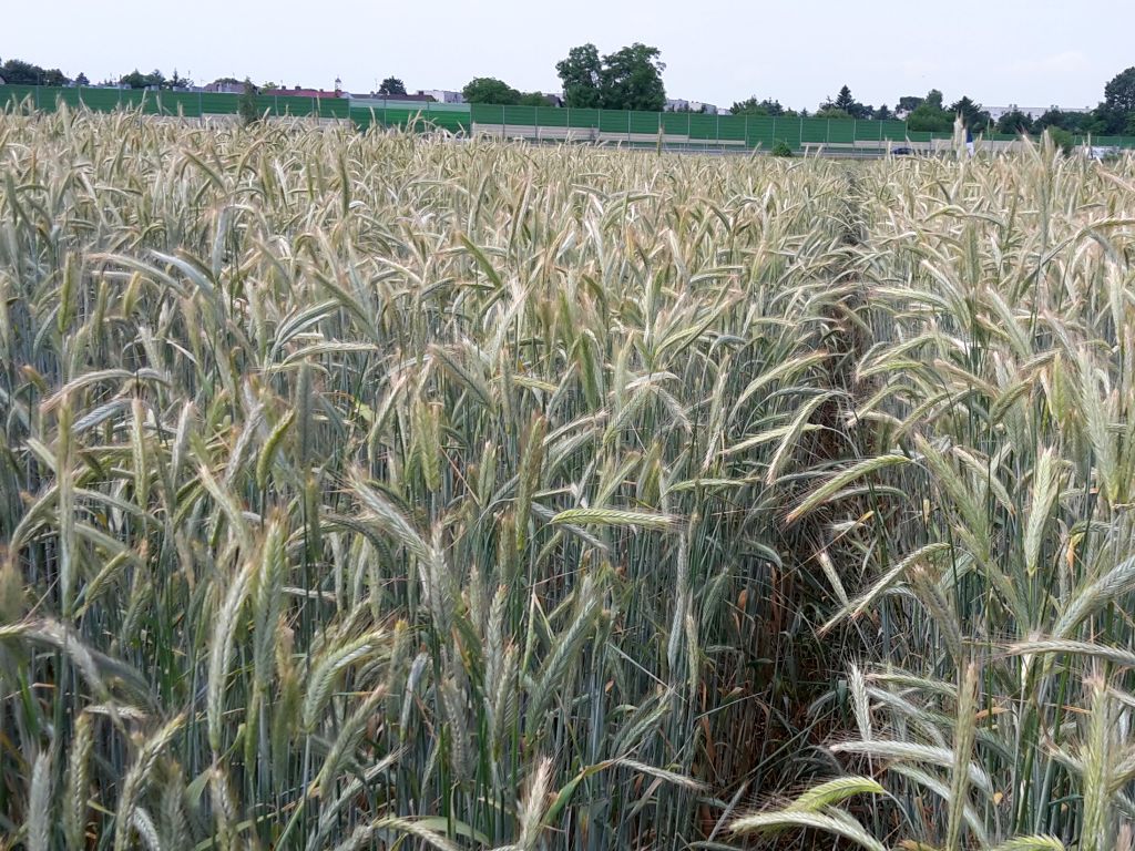 ekspert, rynek zbóż, zboże, ceny
