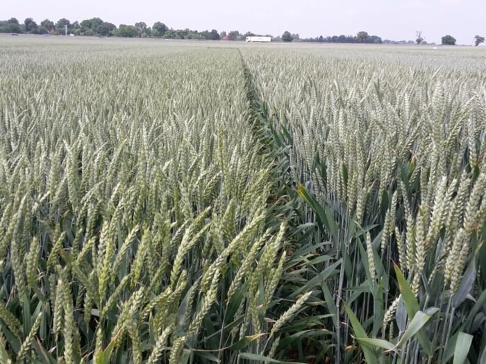 rosja, ukraina, turcja, katar, zboże, rynek, handel