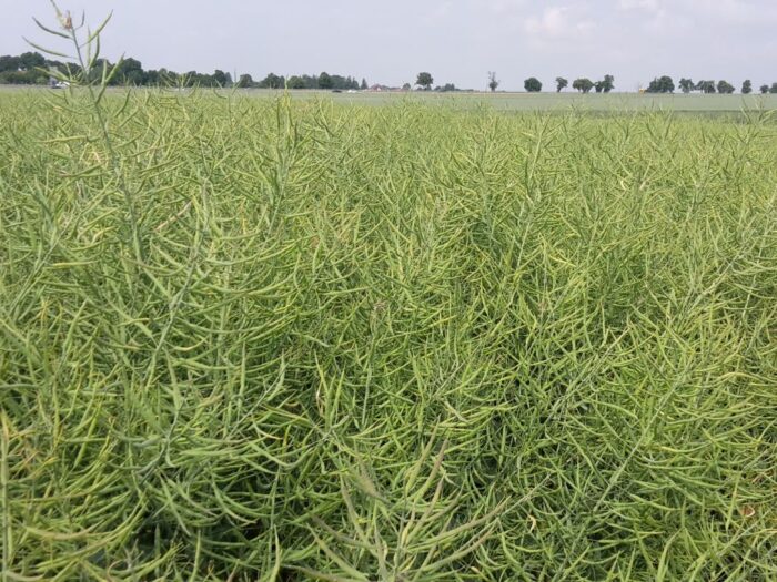 samorząd rolniczy, resort rolnictwa, ministerstwo, mrirw, dopłaty, zboże, rzepak, aplikacja, wnioski